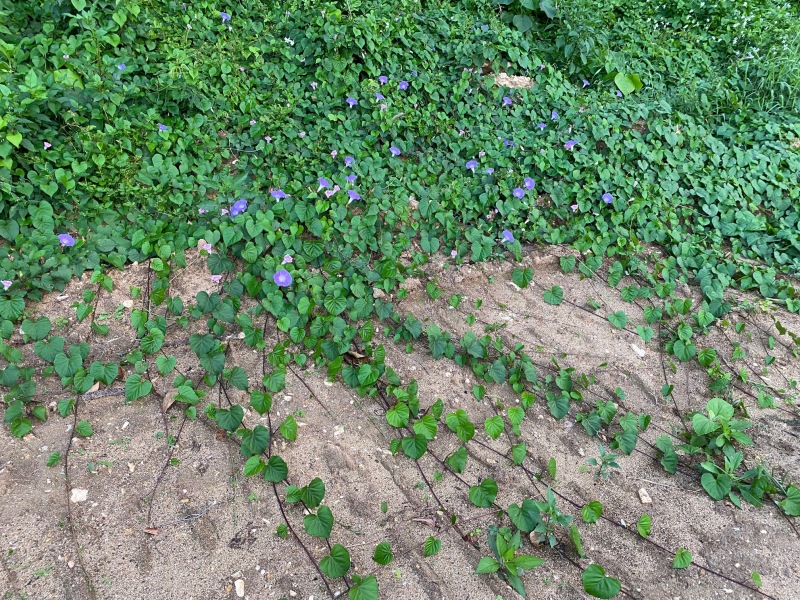 お花の上でひざ枕ショット