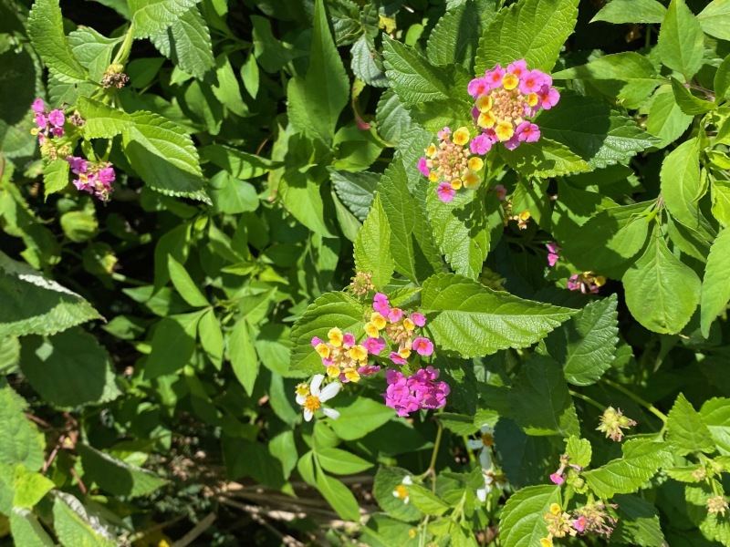 南国の花も楽しんで！