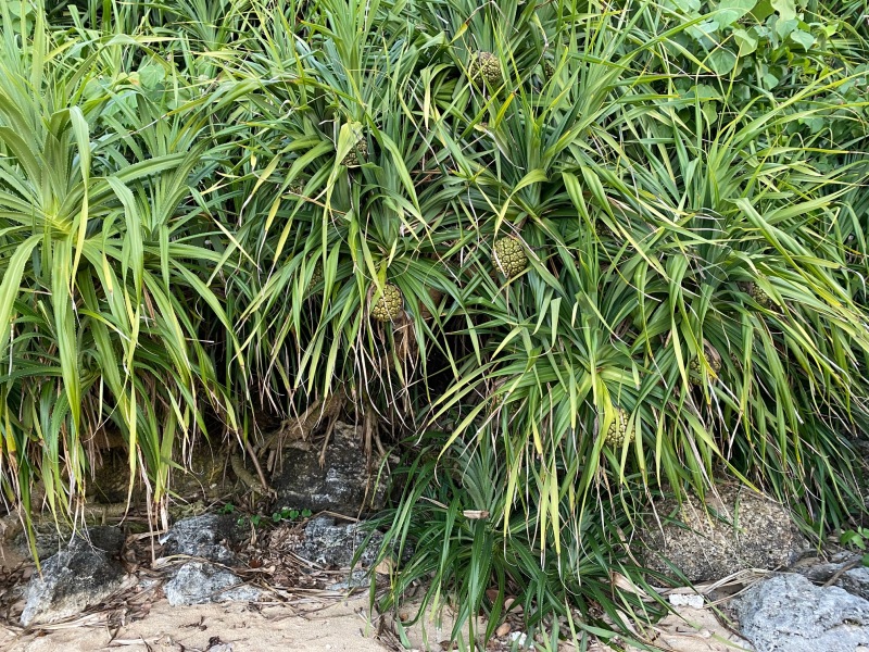 沖縄でよく見る植物