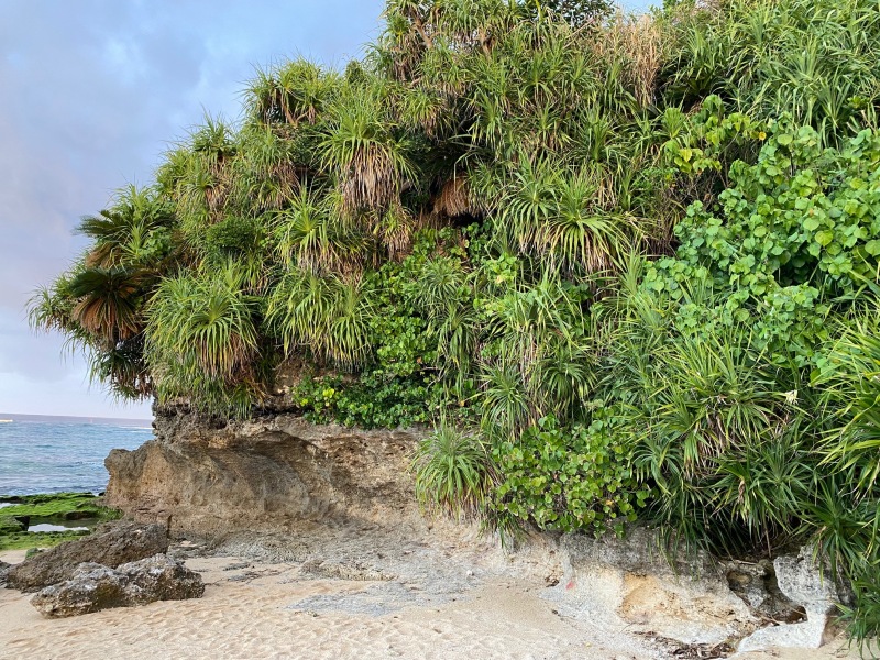 沖縄でよく見る植物