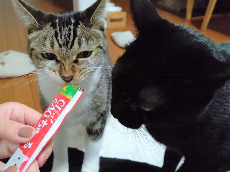 愉快なスタッフ紹介!【生粋のねこ好きサトウ編】