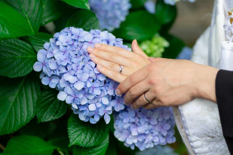 紫陽花Photo°˖✧