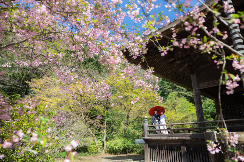 【妙本寺】4月は桜・海堂・新緑のベストシーズン!!