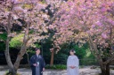妙本寺の八重桜♪