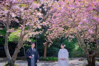 妙本寺の八重桜♪