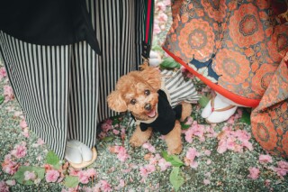 【追加料金なし!】愛犬との撮影撮影も可能です♡