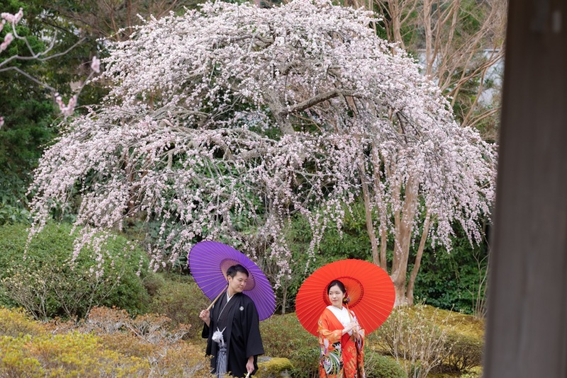 華雅苑のプランの特長♪
