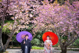 【4月の鎌倉前撮り】八重桜が狙い目！お得な限定プランが登場♪
