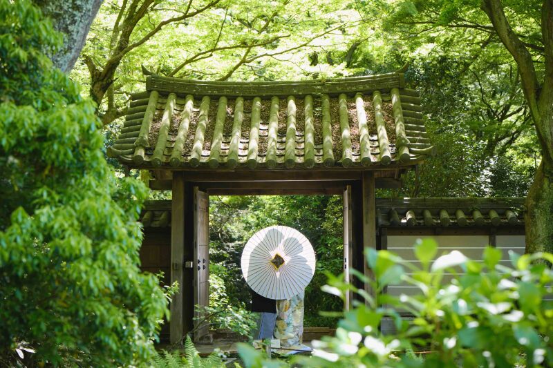 【撮るなら今！】4月-5月の新緑キャンペーン