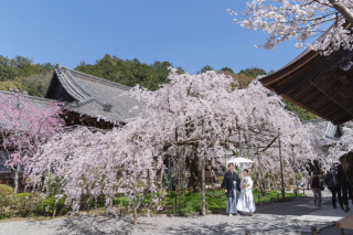 【古都photo 京都祇園店】最後の滑り込み！春のキャンペーン実施中！