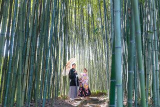 青々とした竹林が爽やか