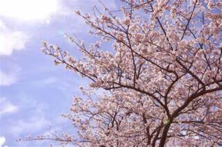 ★桜ロケーションフォト★ ご予約スタートしました!