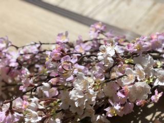 花嫁が気になるシーズン♡さくら！桜！サクラの季節がもうすぐ！もうすぐ！！