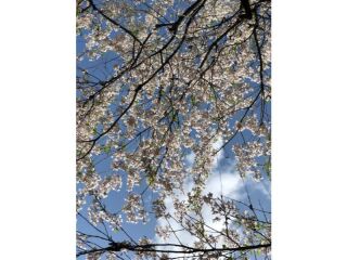 桜の！世界文化遺産「日光東照宮」結婚式＆「日光山輪王寺」フォトウエディング♡