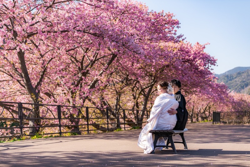 2022年の河津桜の撮影のご予約開始いたします！