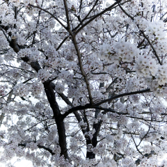 【２０２４年】春のロケーションキャンペーン終了のお知らせ