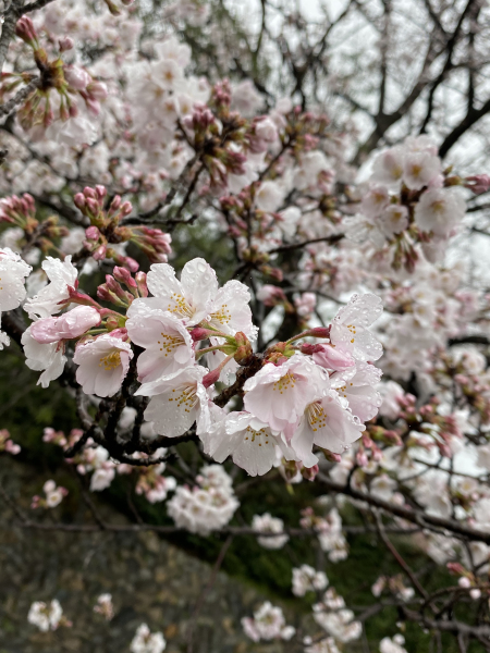 桜ロケーション撮影、スターティン♪