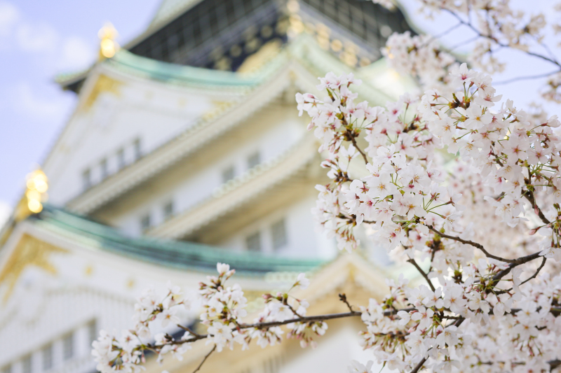 桜ロケーションフォト