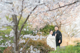 桜シーズン到来ですね