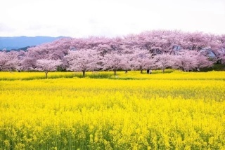橿原市　藤原宮跡×桜の撮影もできます！
