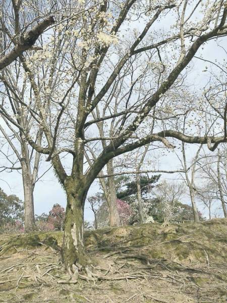 奈良 桜満開な予感。