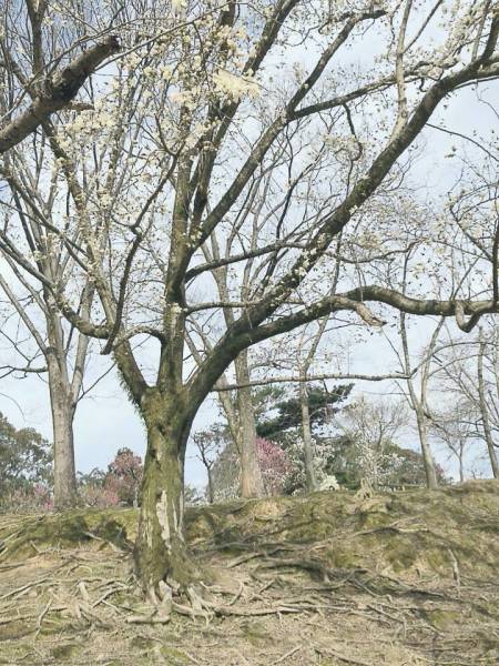 奈良　桜満開な予感。