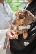 ペットも一緒にウェディングフォト