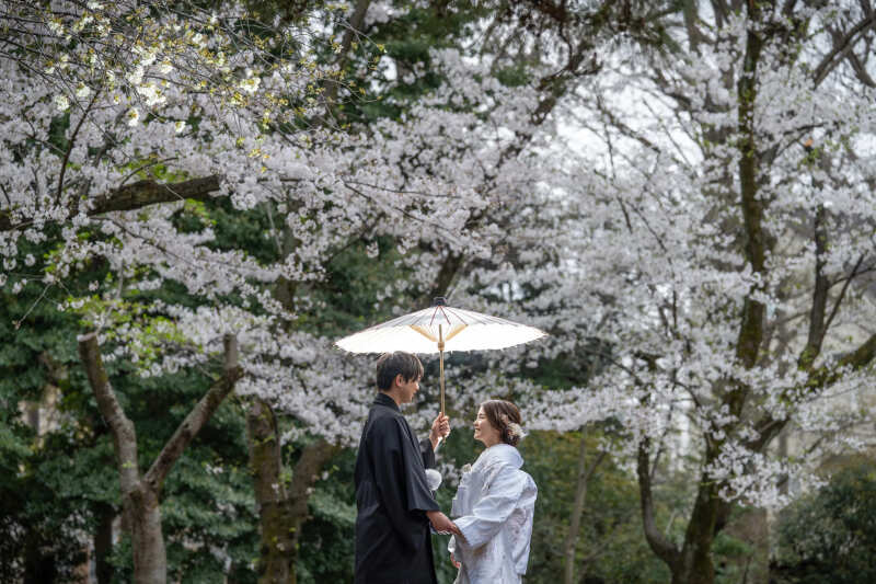 桜ロケ地のご紹介