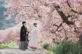 桜のご案内！