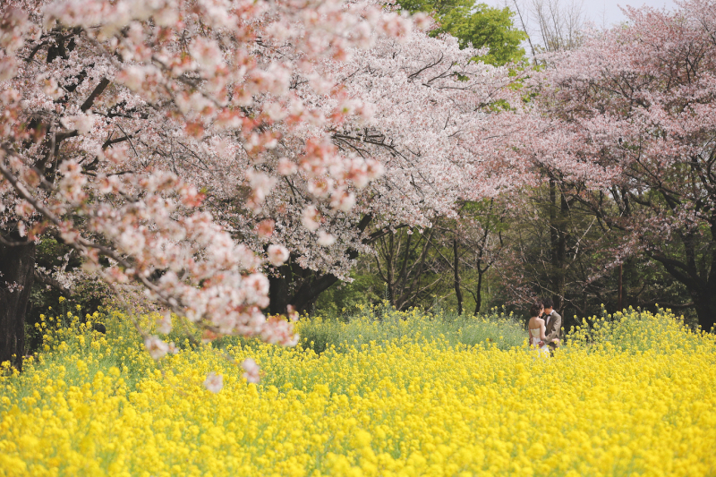 昭和記念公園ロケーション