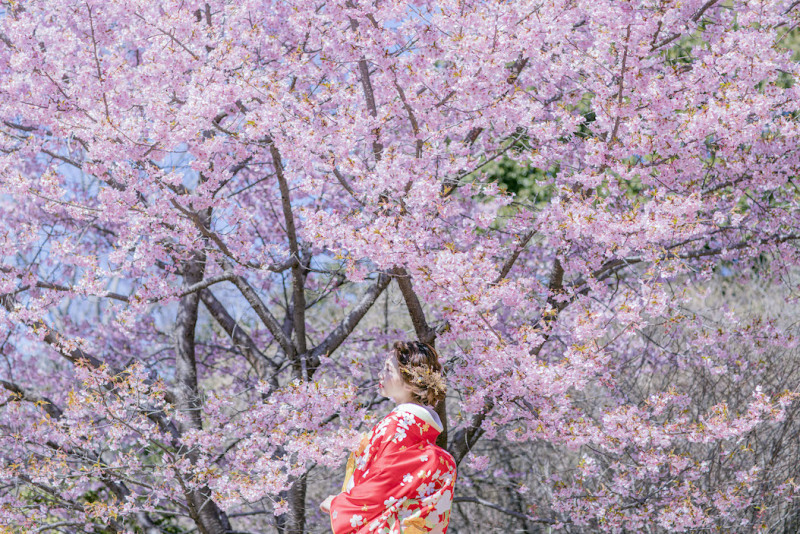 桜ロケーション撮影ご検討の方はお早めに♪