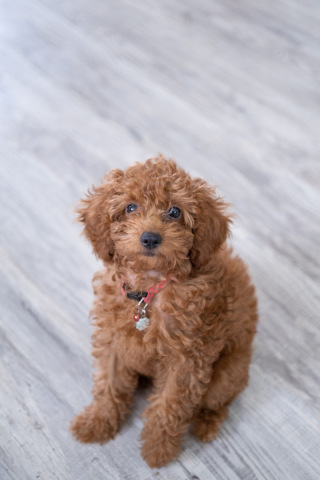 photo studio ouchiの新入社員♪