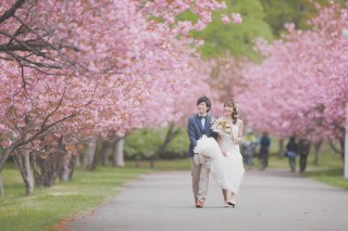 《桜ロケ》ヤエザクラロケ今年も大人気！