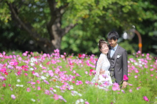 コスモスの季節がやって来ます☆