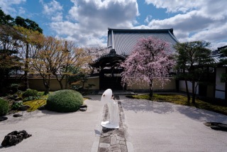 春の京都 / 桜前撮りレポート