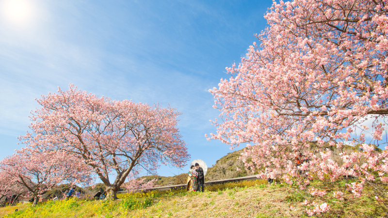【河津桜】お得なキャンペーンがさらに追加！