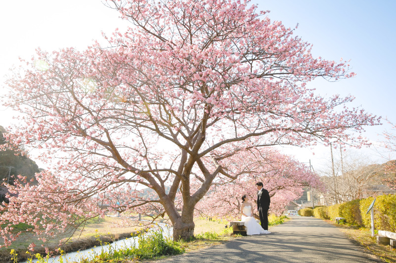河津桜プランで人気の和装もウェディングドレスでも撮影できるプラン