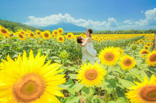 ひまわり満開です