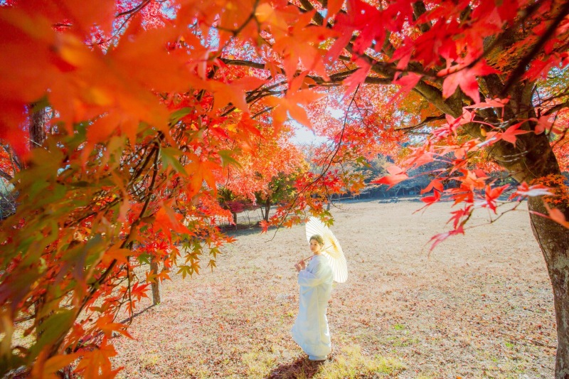 秋の紅葉ロケーションフォト空きが少なくなってきました