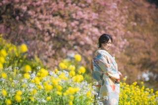 河津桜、見頃になりました！