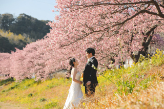 2月上旬から撮影できる南伊豆河津桜撮影プランご予約スタート