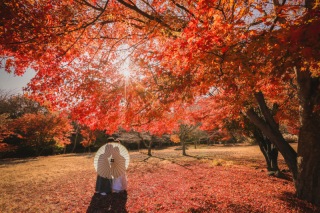 秋の和装紅葉写真