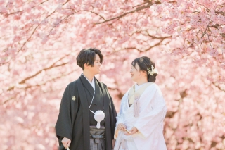 2月〜3月南伊豆の河津桜ロケーション和装