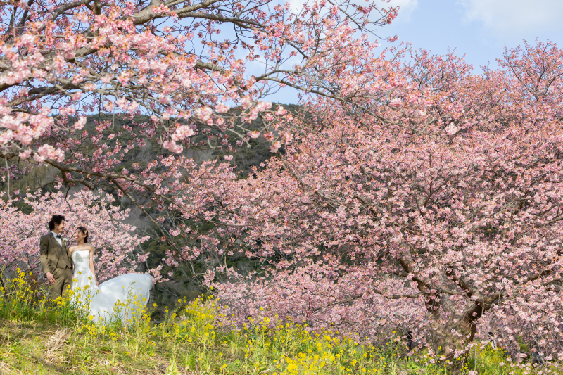 ドレスで伊豆河津桜撮影がかわいい理由♡
