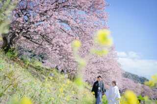 年に一度!!河津桜&伊豆の海