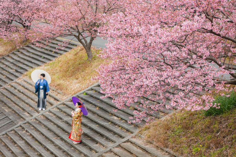 まだ間に合う、2月の限定河津桜&ビーチプラン