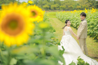 ひまわり畑ロケーション始まりました！！