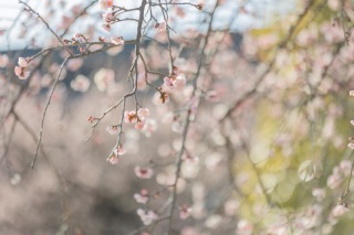 早い春の訪れ