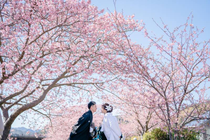 年に一度!!河津桜&伊豆の海