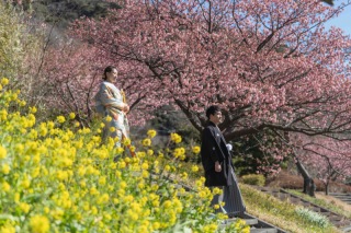 2月上旬からの南伊豆河津桜ロケーションプランご予約開始